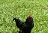 Black Ameracauna Rooster: not for eating