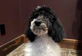 READY TO GO! CKC Standard Poodle Puppies