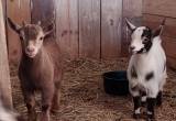 Pygmy Goat kids