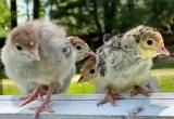 Turkey Poults Chicks
🦃🦃🦃🦃🦃🦃🦃