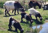 12 goats. 9 females. 3kid boys. Nig/ Pyg