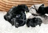 Black Fluffy Boy Stnd Labradoodle Pup