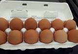 Organic eggs for sale