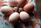 Quail & Chicken eggs available