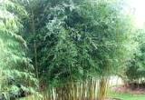 Evergreen Bamboo Wanted