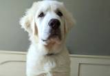 Great Pyrenees Puppy (LGD)