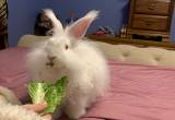 Free Pet Rabbit