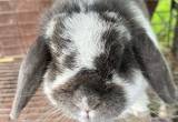 Only one left! Holland Lop bunny 🎁�