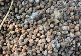 rabbit manure for garden fertilizer