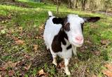 Myotonic Fainting Goat Nanny