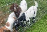 milk goats/ boar goats