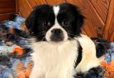 Therapy Dog Puggle/ Japanese Chin Blends