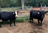 Heavy Bred Cows