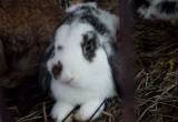 holland lop rabbit