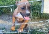 pit bull puppies for sale