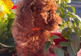 AKC Red Standard Poodle Puppies