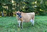 Jersey nurse cow and calf