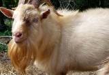Uncut Nigerian dwarf Goats
