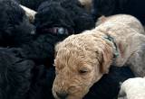 Golden Doodle Puppies ready in 3/4 wk