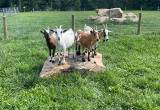 Nigerian Dwarf Nanny Goats