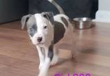 blue noes/ red noes pit puppies