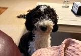 Rehoming aussiedoodle