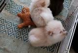 pure bred mini pomeranian puppies