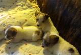 male jack russell puppies