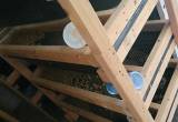 4lvl rat rack with breeding colonies