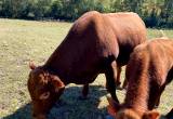 Registered Red Angus Bull