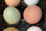 fresh organic chicken eggs