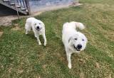 Great Pyrenees FREE!