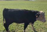 Yearling Black Hereford Bull