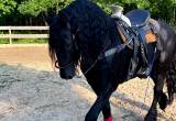Imported Friesian