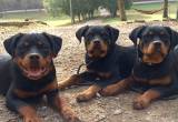 German Rottweiler puppies