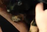 Chi-Weenie & Sheltie Mix Puppy-Male#2