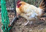 selling bantam rooster