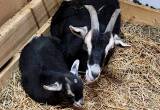 ND/ Pygmy goats for sale