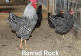 Barred Rock laying hens