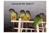 Conure for sale, 5 months old