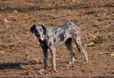 Catahoula Female