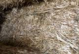 square bale straw/ hay