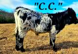 Jersey x Lowline Bull Calf
