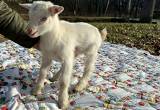 Blue-eyed White Nigerian Dwarf Buckling