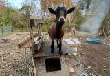 Nygerian Dwarf Nanny goat (trade?)