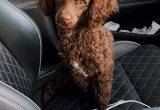 looking to stud toy poodle