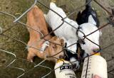 Bottle feeding goat.