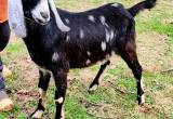 ADGA Nubian buck