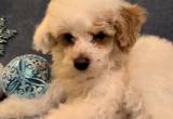 toy poodle male