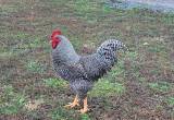Barred rock rooster not aggressive